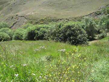 بلوط برانتی / بلوط ایرانی